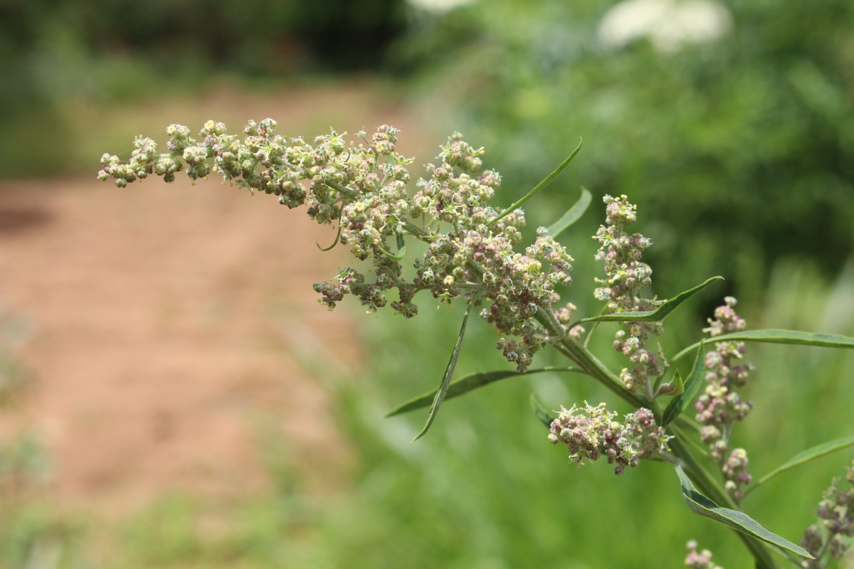 Chenopodiastrum murale (L.) S.Fuentes, Uotila & Borsch